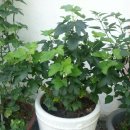 안토시아닌이 풍부한 블랙커런트묘목 판매합니다. 이미지