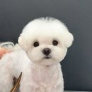 지니펫 애견미용실 이미지