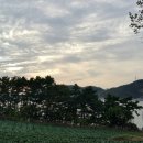 옹진해머금 이미지