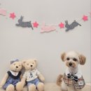 아모르 펫 살롱 이미지