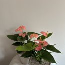 승진농장2 이미지