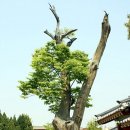 신풍초등학교 이미지