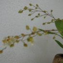 환타지아 이미지