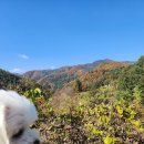 산으로간니모 이미지