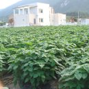 초월농장 이미지