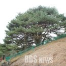 만지송 이미지