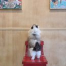 갤러리캣 이미지