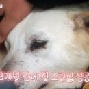 철용농장 네이버블로그