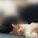 몽통구리 이미지