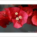 언제나 봄약국 이미지