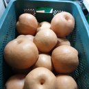 진한도라지배즙,생강도라지배즙,쌍화차,참옻진액 판매 이미지