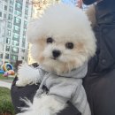 판도라독 이미지