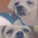 꼬꼬닭집 이미지