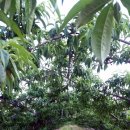 재림농장 이미지