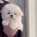 양지켄넬 이미지