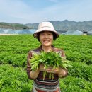 손가네 농장 이미지