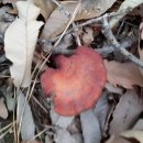 신의한수농장 이미지