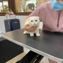 온천장고양이 이미지