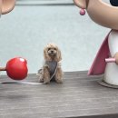 몽실이 | 수원강아지분양후기 예쁜말티푸분양간 몽실이소식♡