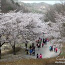 마이산 벚꽃길 Daum카페