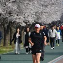 벚꽃 달리기 (클럽) 이미지