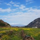 설렘제주
