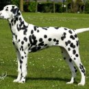달마시안 이미지