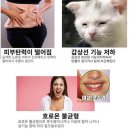 핫점핑 다이어트
