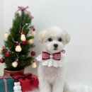 위즈퍼피(WIZ PUPPY) 이미지