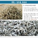 통영멸치건어물 이미지