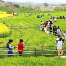 서원농장 | "나만 알고 싶은 꽃명소" 고창 공음면 도암서원, 붉은 꽃망울이 터진다!