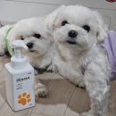 헬로펫 | 강아지 산책 후 발닦기 헬로마이펫 댕댕발세정제 사용 후기