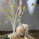 햄찌랑슈가랑 네이버블로그