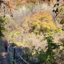 정선사북교차로점 | 민둥산 억새축제 주차 증산초교 등산코스 먹거리