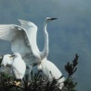 푸른 둥지 이미지