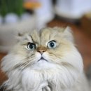 반려동물관리사자격증 이미지