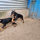 할리켄넬 이미지