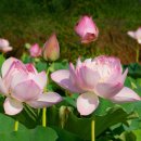 두루약품(주) 이미지