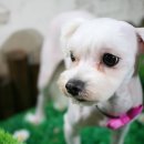 숑숑펫살롱 이미지