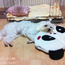 달샘 이미지