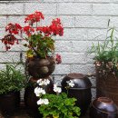 브라운피크닉 이미지