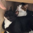 더이야카페