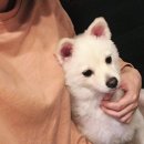 두젠틀(DOGENTLE) 이미지