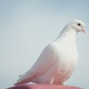 비둘기 이미지