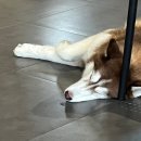 애코랜드 | [부산/해운대] 귀여운 허스키들이 있는 해운대 오션뷰카페 ‘애코랜드’