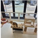 달콤하니냥 이미지