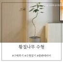 [플랜테리어] 수형이 예쁜 황칠나무 구입 후기