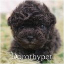 하나행운켄넬 | 달성강아지입양 말티즈 키우고 느낀 현실 후기