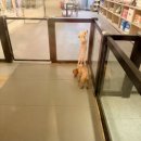 더 예쁘개 이미지