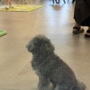 펫다방 | 제주시 연동 강아지와 고양이가 있는 애완 동물 카페-펫다방(애견 동반 가능, 일반 입장도 가능)